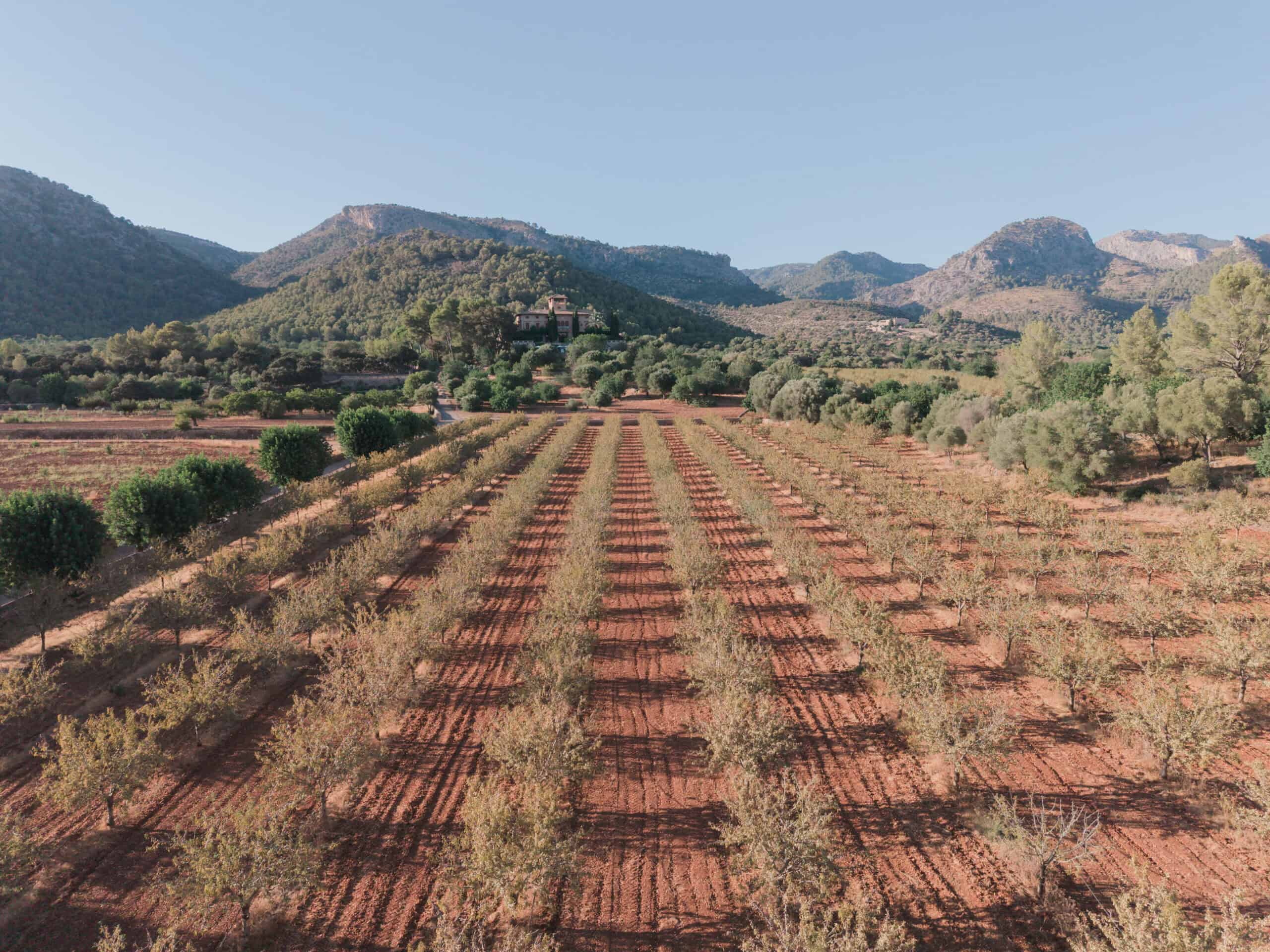 Aerial view of cultivated rows and surrounding hills during Yaiza and Stefan’s wedding in Mallorca.